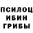 Псилоцибиновые грибы Cubensis nischal hooda