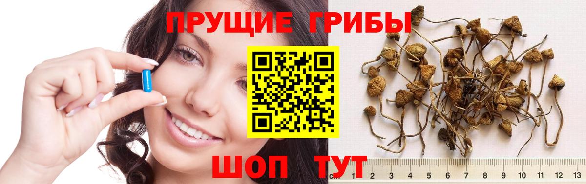 Галлюциногенные грибы прущие грибы Дятьково